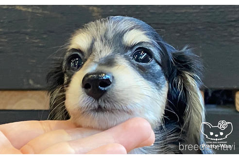 成約済の愛知県のミニチュアダックスフンド(ロングヘアード)-186808の2枚目